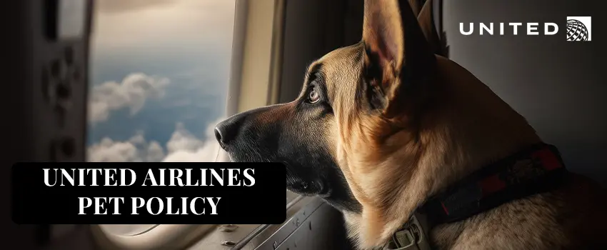 United Airlines Pet Policy